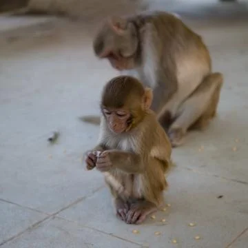 Monkey (macaque) Foto stock