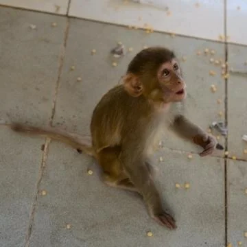 Monkey (macaque) Stock Photos