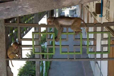 Monkey (macaque) Stock Photos