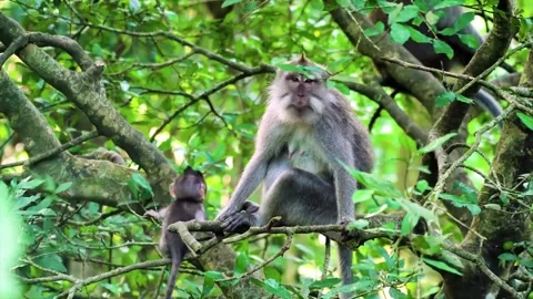 Monkey macaque in the rain forest Stock Footage 145569426