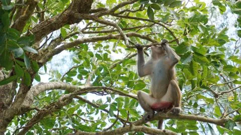 Monkey macaque in the rain forest. Monkeys in the natural environment. Foto stock
