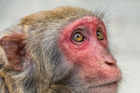 Monkey macaque with a red face is looking at a man in a natural park Stock Photos