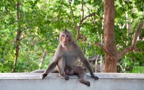 Monkey (macaque rhesus) sitting on wall cement Stock Photos