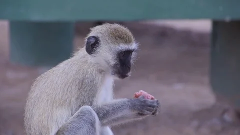 Monkey Macaque Sitting and Eating Meat. Safari in Tanzania. Stock-Footage 79625174