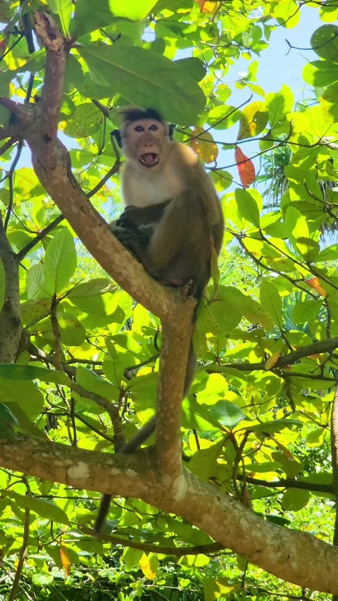 Monkey macaque sitting on tree in Sri Lanka. Stock Footage 300447028