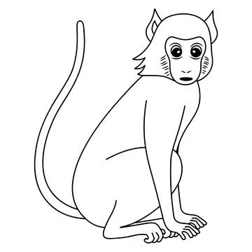 Monkey macaque. Sketch. イラスト素材