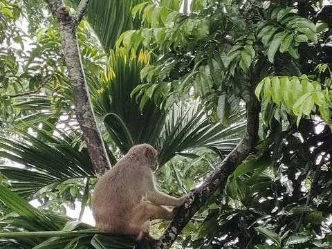 Monkey Macaque Tree dwelling primate Wild monkey Tropical forest monkey Ani Stock Photos