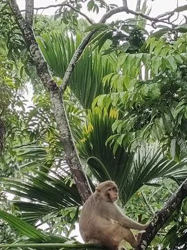 Monkey Macaque Tree dwelling primate Wild monkey Tropical forest monkey Ani Stock Photos