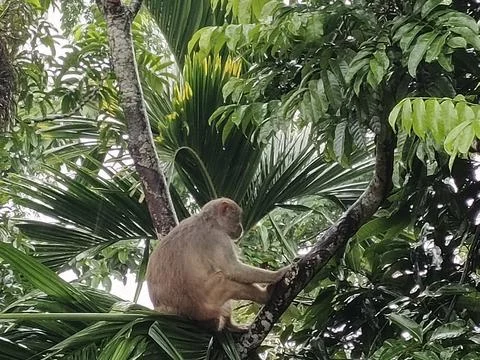 Monkey Macaque Tree dwelling primate Wild monkey Tropical forest monkey Ani Stock Photos