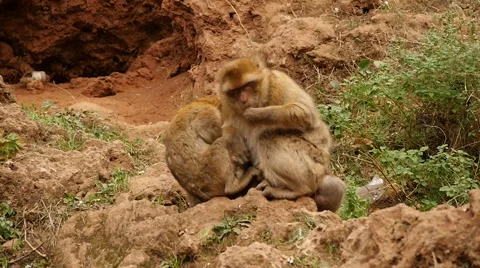 Monkey macaques in Morocco mountains slow motion Stock Footage 58166192