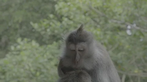 Monkey Making Faces Stock-Footage 246410467