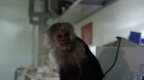 Monkey making funny faces at veterinary clinic Vídeos de archivo 67555668