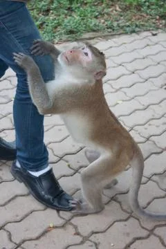 Monkey man handle Stock Photos