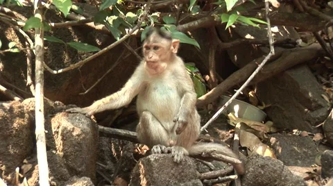 Monkey &amp; Man in the jungle Stock Footage 2874712