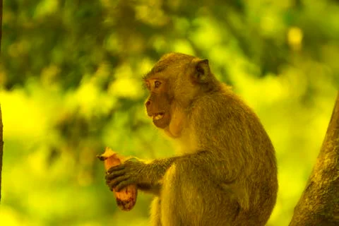 MONKEY with MANGO Stock Photos