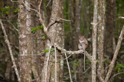 Monkey in Mangrove Forest Stock Photos
