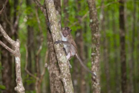 Monkey in Mangrove Forest Stock Photos