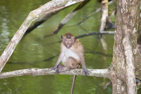 Monkey in Mangrove Forest Stock Photos