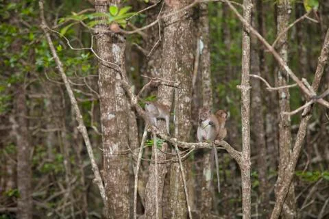 Monkey in Mangrove Forest Foto stock
