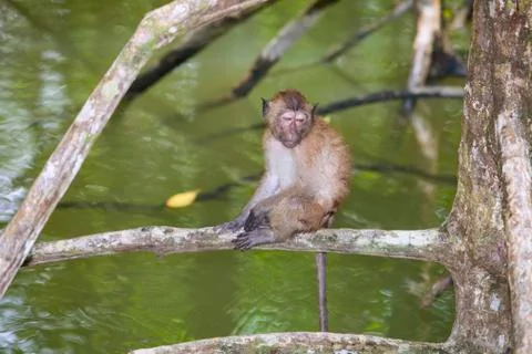 Monkey in Mangrove Forest Stock Photos