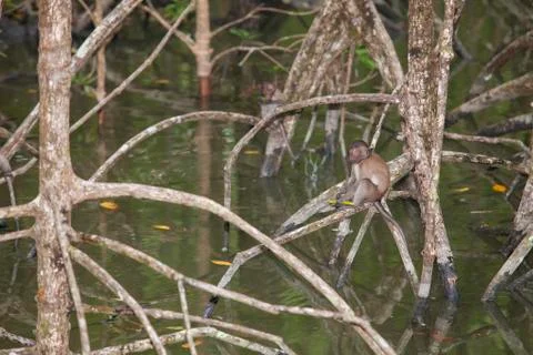 Monkey in Mangrove Forest Stock-Fotos