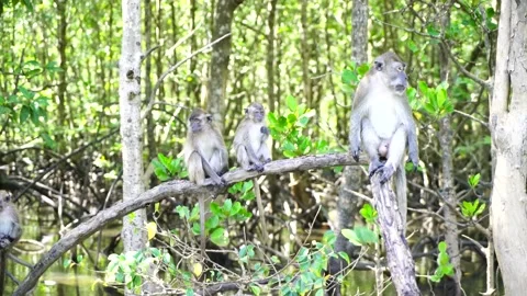 Monkey Mangroves River in Langkawi Island 3 Stock Footage 146677831