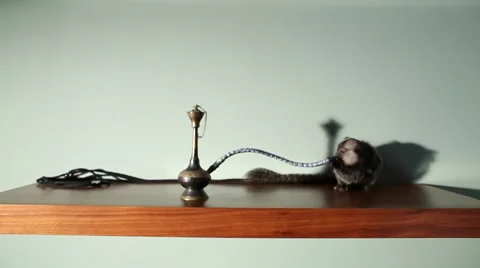 Monkey Marmoset, Shisha / Hookah Stock Footage