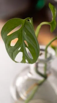 Monkey mask monstera Stock Photos