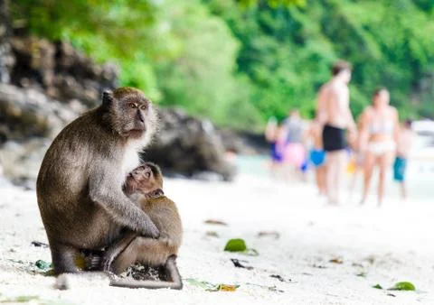 Monkey Mather with child on famous Monkey Beach, Phi Phi Islands, Thailand. B Stock Photos