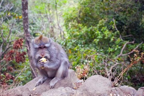 Monkey with a meal Foto stock