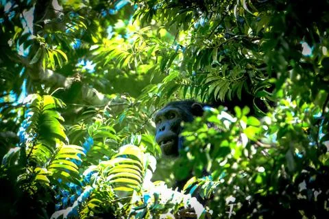 Monkey in the middle of tree branches and green leaves on a sunny day Stock Photos