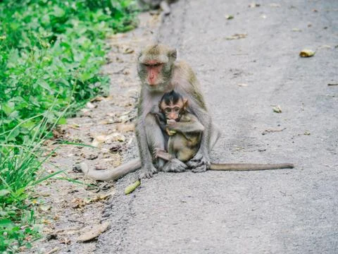 Monkey, mom and baby sits on the road Stock Photos