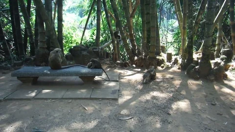 Monkey mom and many monkey babies Stock Footage 103281531