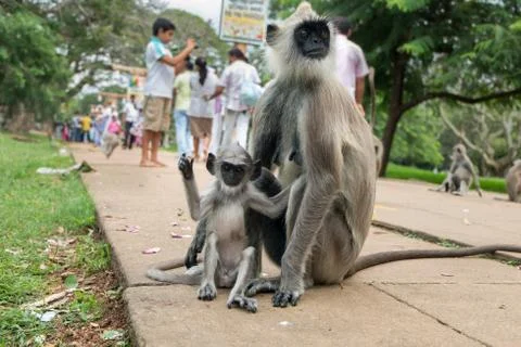 Monkey Mom and Son Stock Photos