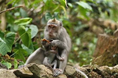 Monkey mom feeding Stock Photos