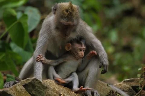 Monkey Mom with tiny monkey Stock Photos