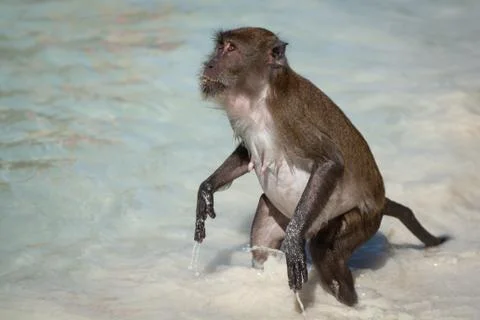 Monkey at the Monkey beach in Koh phi phi island,Thailand Stock Photos