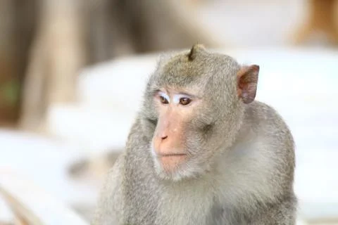 Monkey, Monkey face portrait, Jungle Monkey close up, Monkey Ape Stock Photos