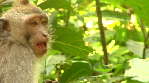 Monkey at the Monkey Forest in Bali Stock Footage 41379137