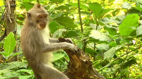 Monkey at the Monkey Forest in Bali Stock Footage 41379140