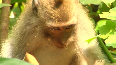 Monkey at the Monkey Forest in Bali Stock Footage 41379147