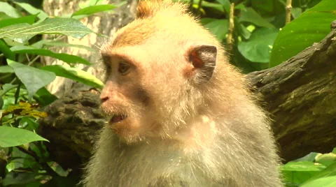 Monkey at the Monkey Forest in Bali Stock Footage 41379153