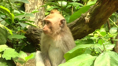 Monkey at the Monkey Forest in Bali Stock Footage 41379156