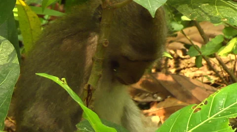 Monkey at the Monkey Forest in Bali Stock Footage 41379172