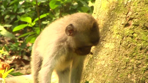 Monkey at the Monkey Forest in Bali Stock Footage 41379179