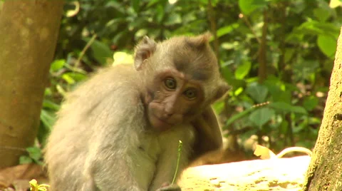 Monkey at the Monkey Forest in Bali Stock Footage 41379186