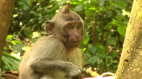 Monkey at the Monkey Forest in Bali Stock Footage 41379195
