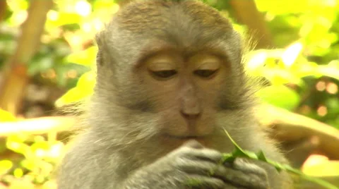 Monkey at the Monkey Forest in Bali Stock Footage 41379212