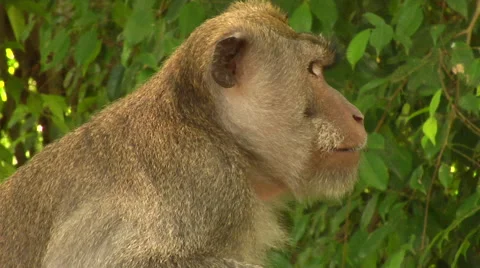 Monkey at the Monkey Forest in Bali Stock Footage 41379477