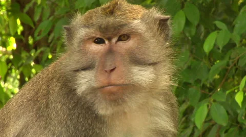 Monkey at the Monkey Forest in Bali Stock Footage 41379499